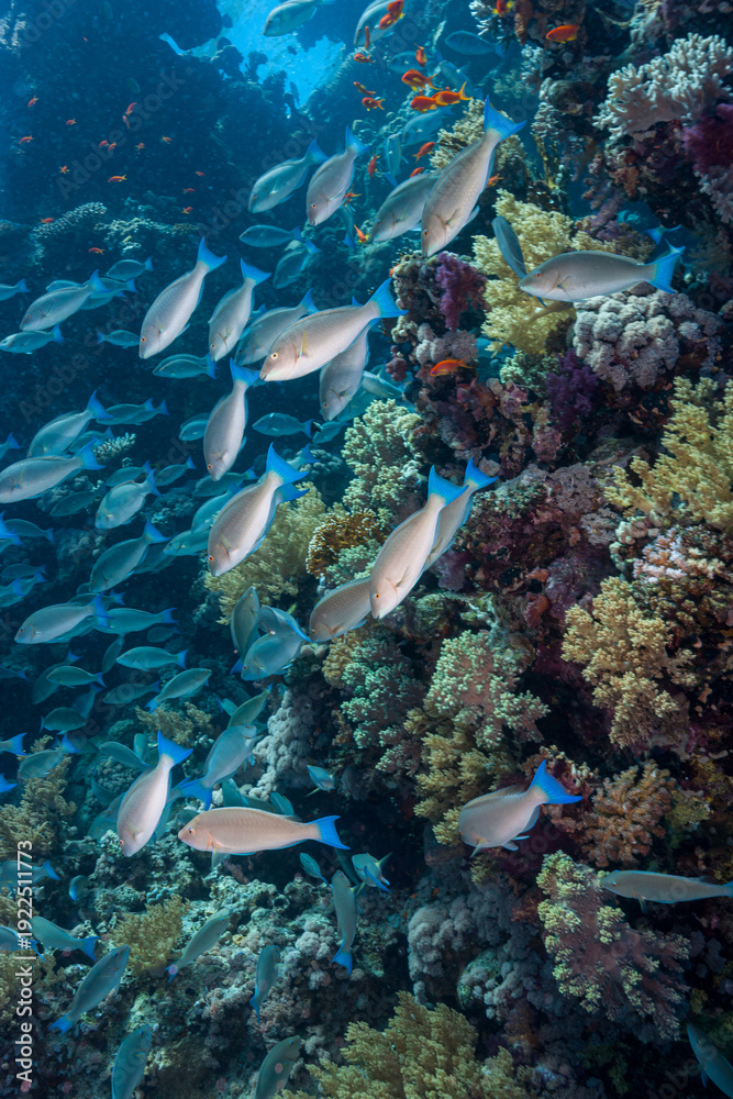Fototapeta premium Egypt, Sharm El Sheikh, Underwater view