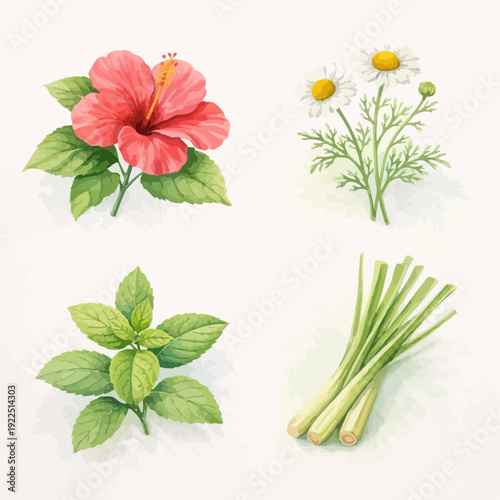 Medicinal and cosmetic plants illustration featuring hibiscus, chamomile, mint and lemongrass in detailed watercolor botanical style on textured background.