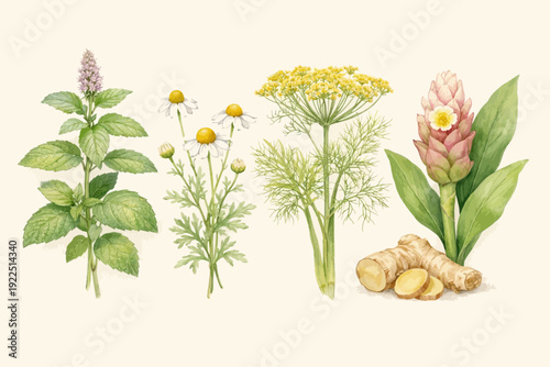 Medicinal herbal plants watercolor illustration featuring mint, chamomile, fennel and turmeric in detailed vintage botanical style on textured parchment background.