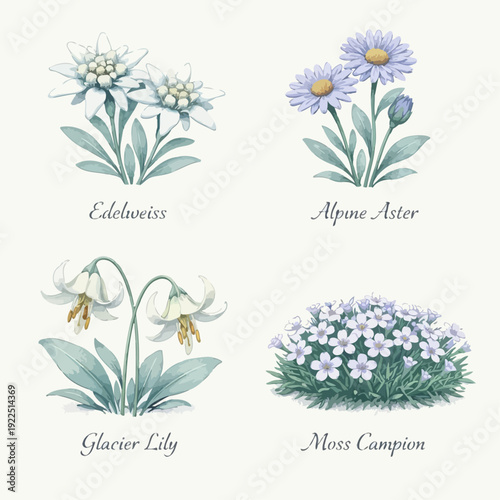 Alpine botanical illustration set featuring edelweiss, alpine aster, glacier lily and moss campion in delicate vintage watercolor style on soft textured background.