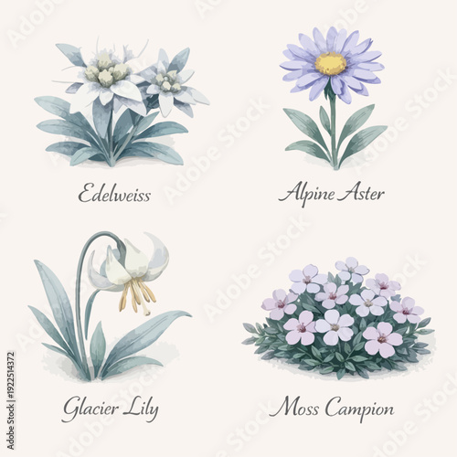 Alpine botanical illustration set featuring edelweiss, alpine aster, glacier lily and moss campion in delicate vintage watercolor style on soft textured background.