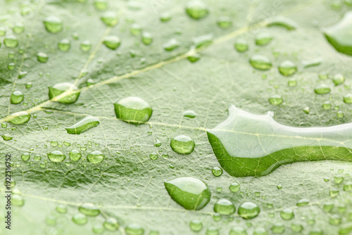 Macro view of green leaf wi...