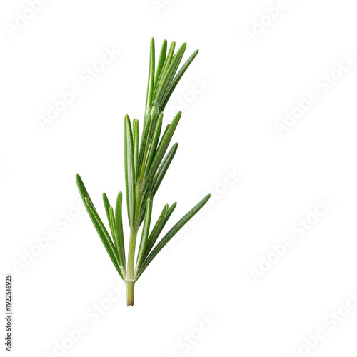 Rosemary sprig isolated On Transparent Background