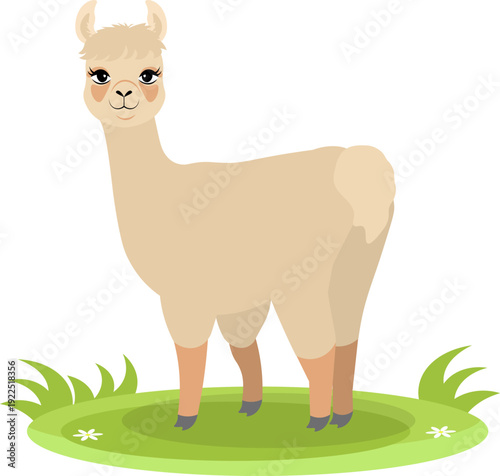 Farm Animals. Cute farm. A cute llama is standing on the green grass. Collection of farm animals. Flat vector illustration. Isolated