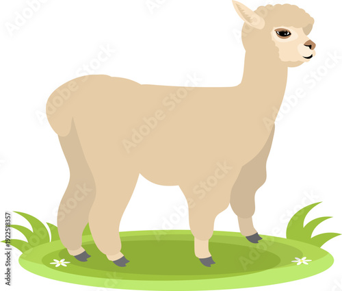 Farm Animals. Cute farm. A modest llama stands on the green grass. Collection of farm animals. Flat vector illustration. Isolated