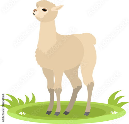 Farm Animals. Cute farm. An adult llama stands on green grass. Collection of farm animals. Flat vector illustration. Isolated