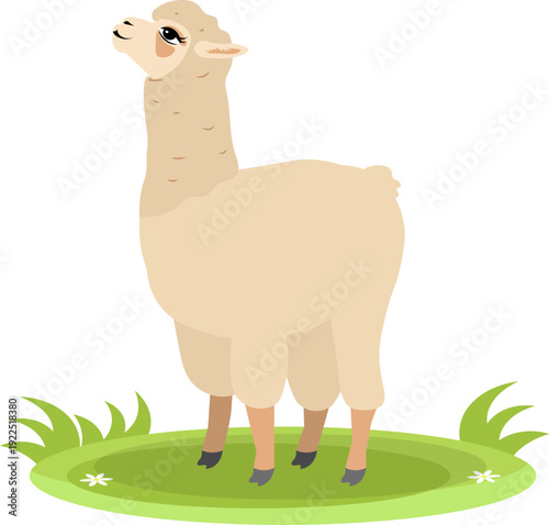 Farm Animals. Cute farm. A cute llama is standing in a meadow. Collection of farm animals. Flat vector illustration. Isolated