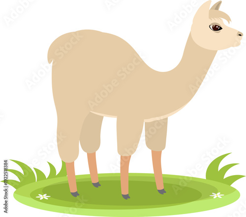 Farm Animals. Cute farm. A llama is grazing on green grass. Collection of farm animals. Flat vector illustration. Isolated