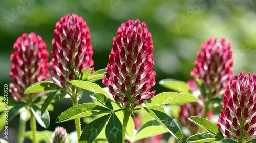 Vibrant Red Clover Flower Blossoms.