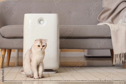 Cute Scottish Fold cat with...