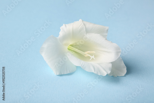 White gladiolus flower on b...