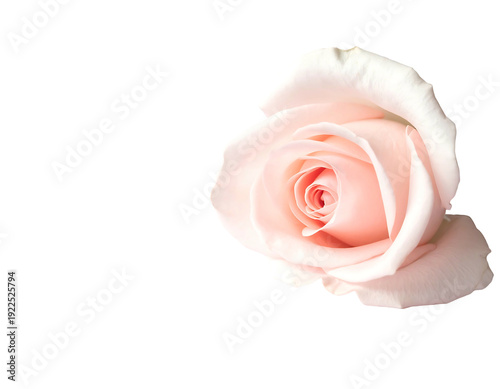 Elegant pink rose blossom isolated on a clean white background perfect for design.
