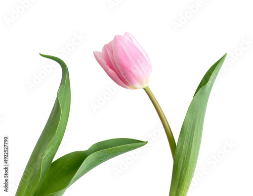 Pink tulip flower with green leaves isolated on white background.
