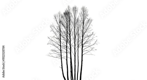 Group of bare trees standing together against a white background.