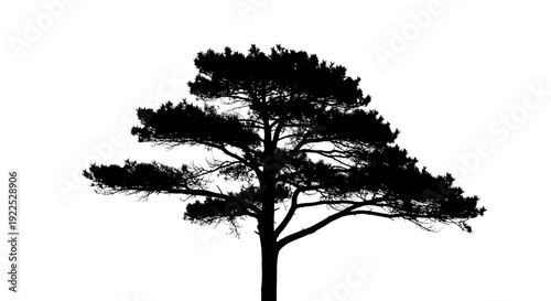 Silhouette of a solitary tree against a white background.