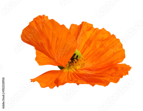 Vibrant orange poppy flower in full bloom against a white background.