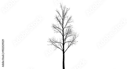 Solitary bare tree standing against a white background.