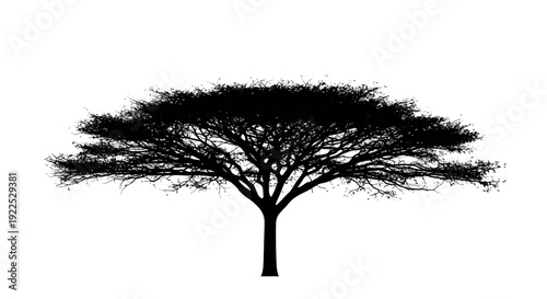 Silhouette of a bare tree against a white background.