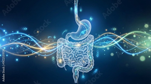 Human digestive system, including stomach and intestines, processing nutrients with glowing energy lines representing metabolism, gut health, and medical science on a dark blue background