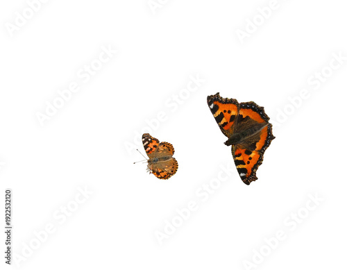 Two butterflies in flight against a bright white background.