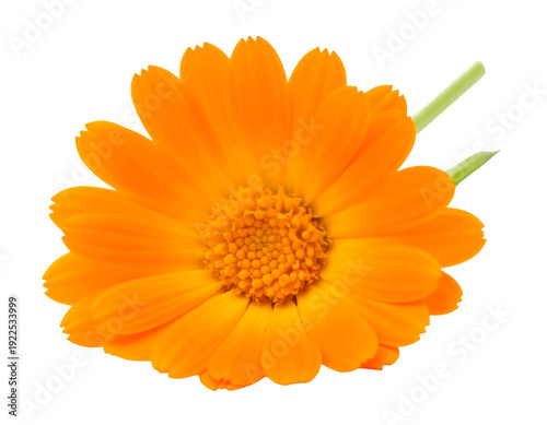 Vibrant Orange Calendula Flower Isolated on White Background.