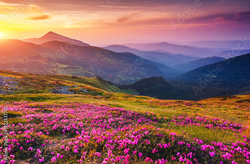 A spectacular sunset casts a warm glow over fields of blooming flowers among the Carpathian mountains. Atmospheric picture of harmony and aesthetics.