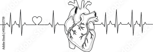 Human heart line art with heartbeat ECG waveform medical vector illustration healthcare cardiology design isolated