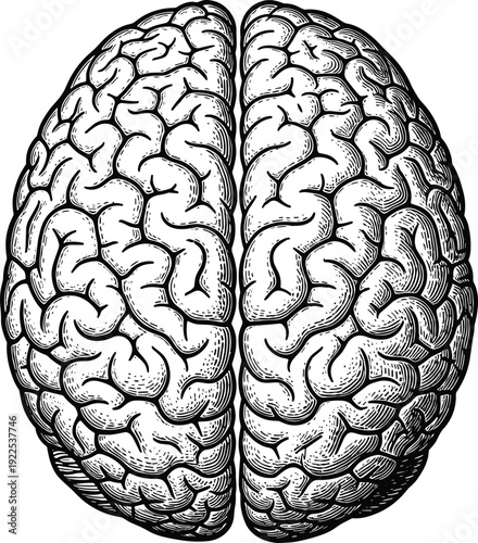Human brain top view detailed engraving style black and white anatomical vector illustration isolated