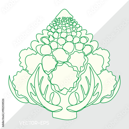 Romanesco broccoli spiral head, single line art, smooth stroke vector