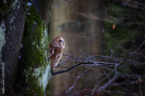 Foto Tawny owl ( Strix aluco ) sitiing in winter forest