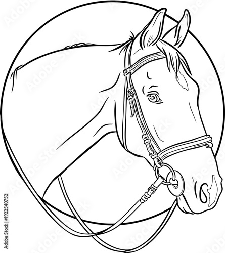 Hand drawn line art horse head portrait  in a bridle isolated on transparent background