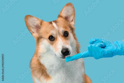 Veterinarian with finger to...