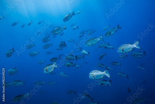 School of fish on the Great Barrier Reef