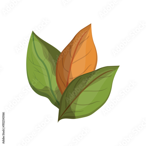Vector illustration of green and brown tobacco leaves.