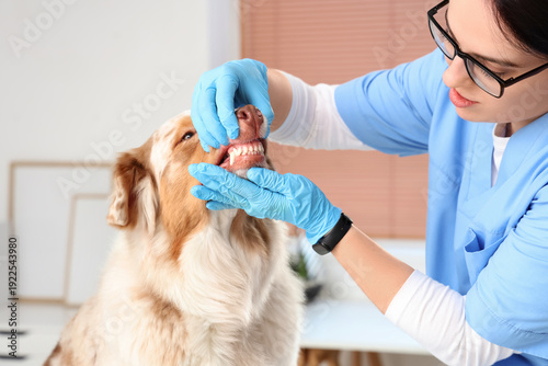Female veterinarian brushin...