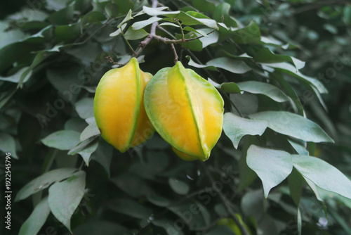 Yellow averrhoa carambola fruits or starfruits on tree close up.