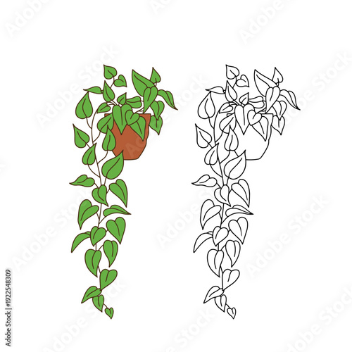 Line art potted house plant pothos clipart. Black and white vine in pot
