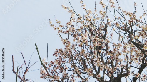 Blooming White Plum Tree Flowers, Springtime Nature Background