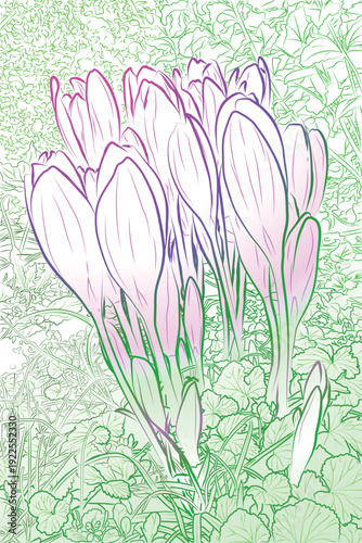 Brightly colorful spring crocuses in a forest against a green background of grass