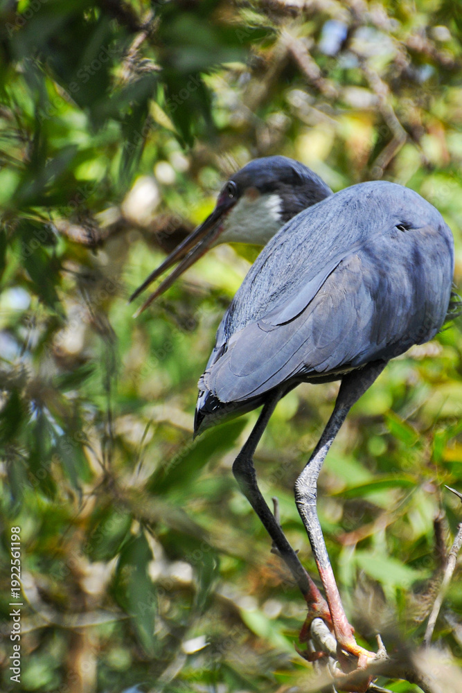 Fototapeta premium Aigrette dimorphe perchée dans un arbre