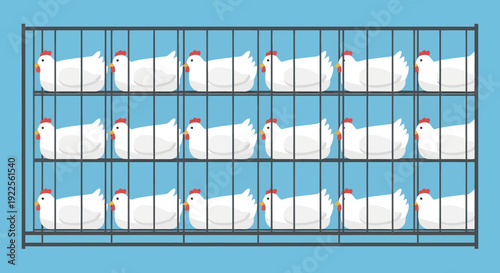 White chickens confined in a multitiered cage system.