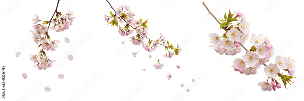 Fototapeta premium Set of Cherry Blossom Branches with Pink Sakura Petals Transparent Background PNG