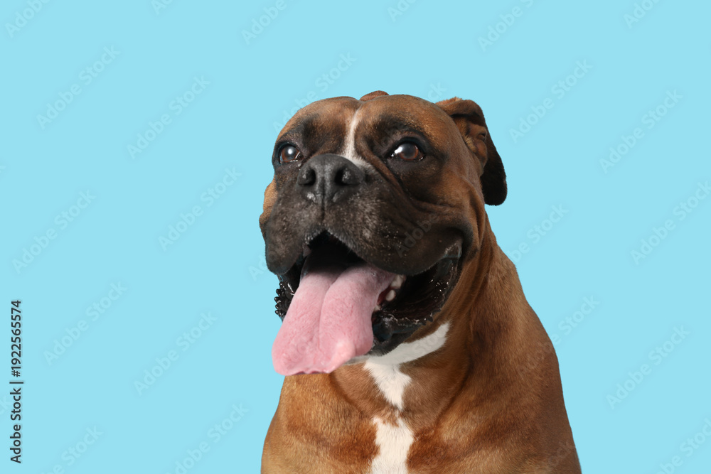 Fototapeta premium Cute boxer dog on blue background