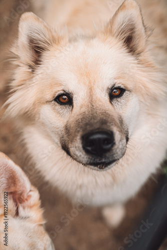 фотографія Close up portrait of a fluffy mixed breed dog looking at camera