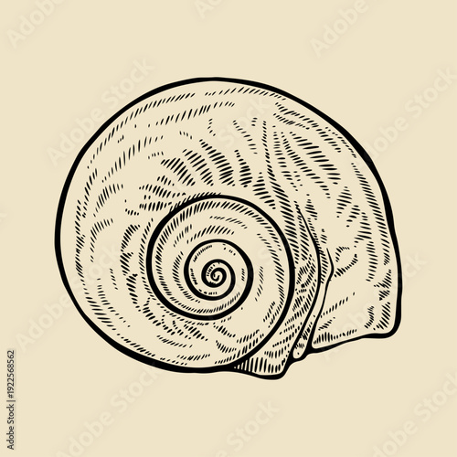 Hand Drawn Snail Shell Lineart Illustration