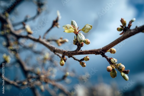 Hope and Renewal in the Air of Early Spring