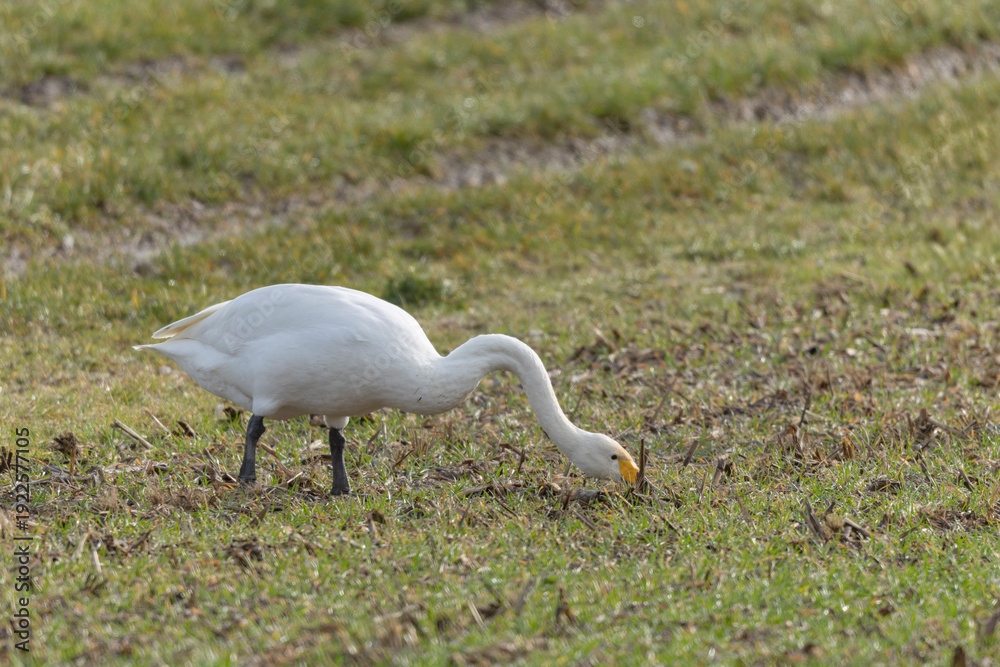 Obraz premium Whooper Swan Cygnus cygnus grazing in a field in Alsace, France during winter