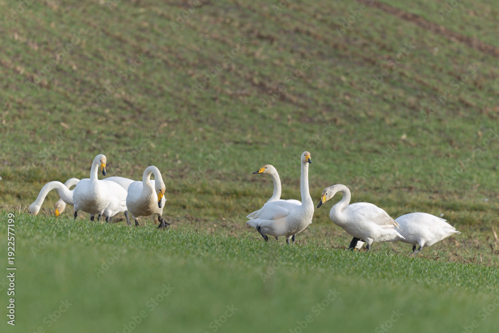 Obraz premium Whooper Swan Cygnus cygnus grazing in a field in Alsace, France during winter