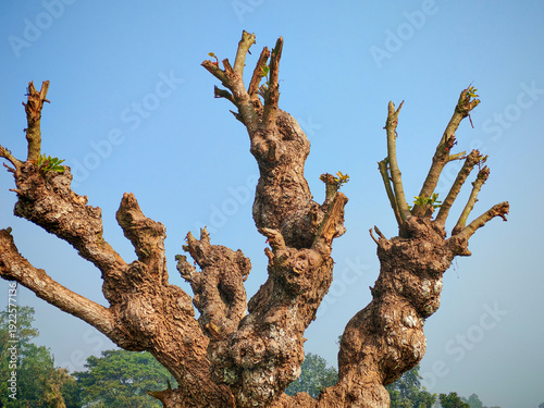 Konstfotografi Pollarded Tree (Barringtonia acutangula or Indian Oak Tree)