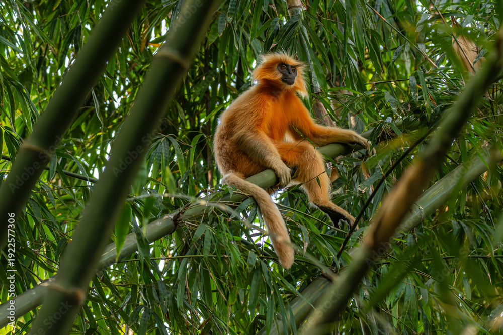 Fototapeta premium Golden Langur (male, alpha)